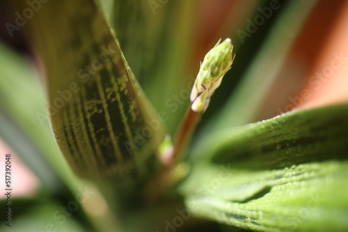 Gasteria batesiana 'Little Warty'