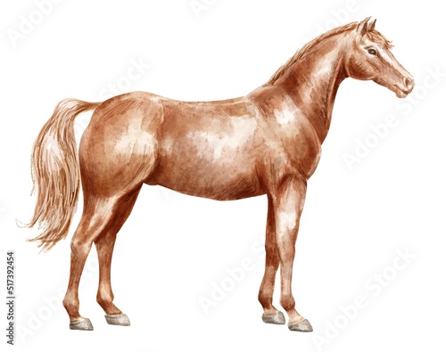 Horse isolated on white background. Animal illustration.
