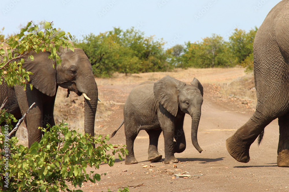 Fototapeta premium Afrikanischer Elefant / African elephant / Loxodonta africana