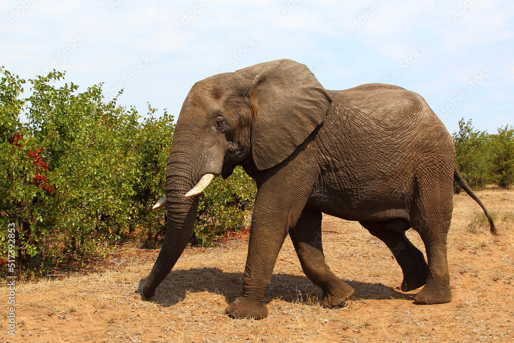 Obraz premium Afrikanischer Elefant / African elephant / Loxodonta africana