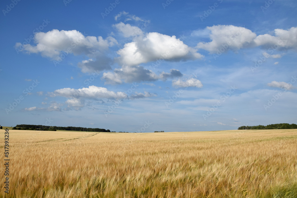 Golden wheat field and blue sky. Agricultural landscape Golden wheat field and blue sky. Agricultural landscape