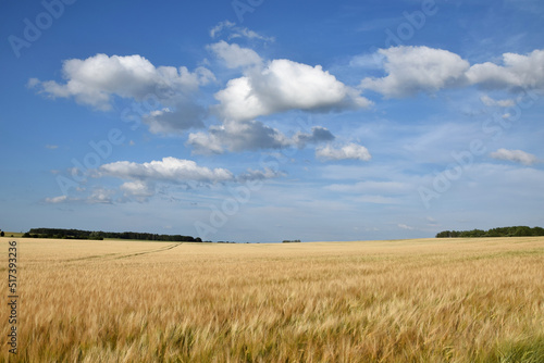 Golden wheat field and blue sky. Agricultural landscape