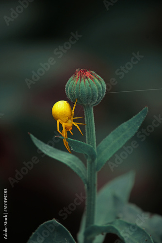 Bright yellow spider on a garden calendula flower on a green background photo