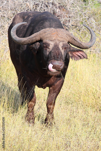 Kaffernb  ffel   African buffalo   Syncerus caffer