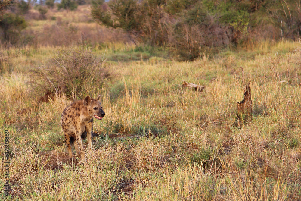 Fototapeta premium Tüpfelhyäne / Spotted hyaena / Crocuta crocuta