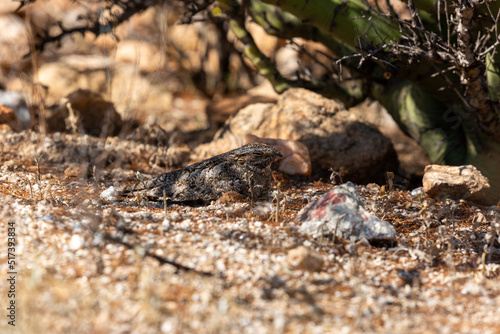 A lesser nighthawk, Chordeiles acutipennis sitting on her egg on a ground nest in the Sonoran Desert. Palo verde trees, prickly pear and rocks, along with stunning camouflage protect the bird nest.