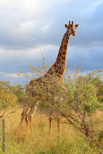 Giraffe   Giraffe   Giraffa camelopardalis