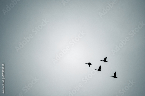 Flock of birds flying in the sky in formation