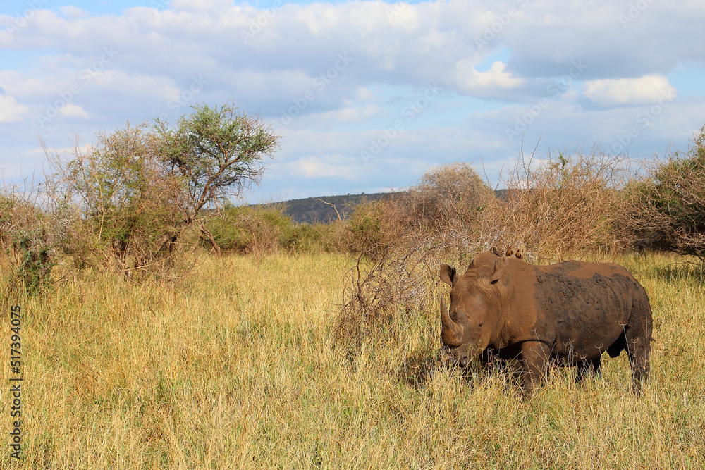 Breitmaulnashorn und Rotschnabel-Madenhacker / Square-lipped rhinoceros and Red-billed oxpecker / Ceratotherium simum et Buphagus erythrorhynchus. Breitmaulnashorn und Rotschnabel-Madenhacker / Square-lipped rhinoceros and Red-billed oxpecker / Ceratotherium simum et Buphagus erythrorhynchus.