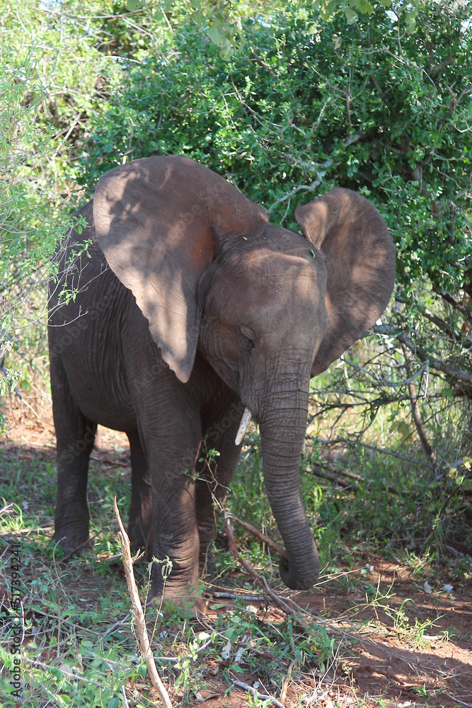 Obraz premium Afrikanischer Elefant / African elephant / Loxodonta africana