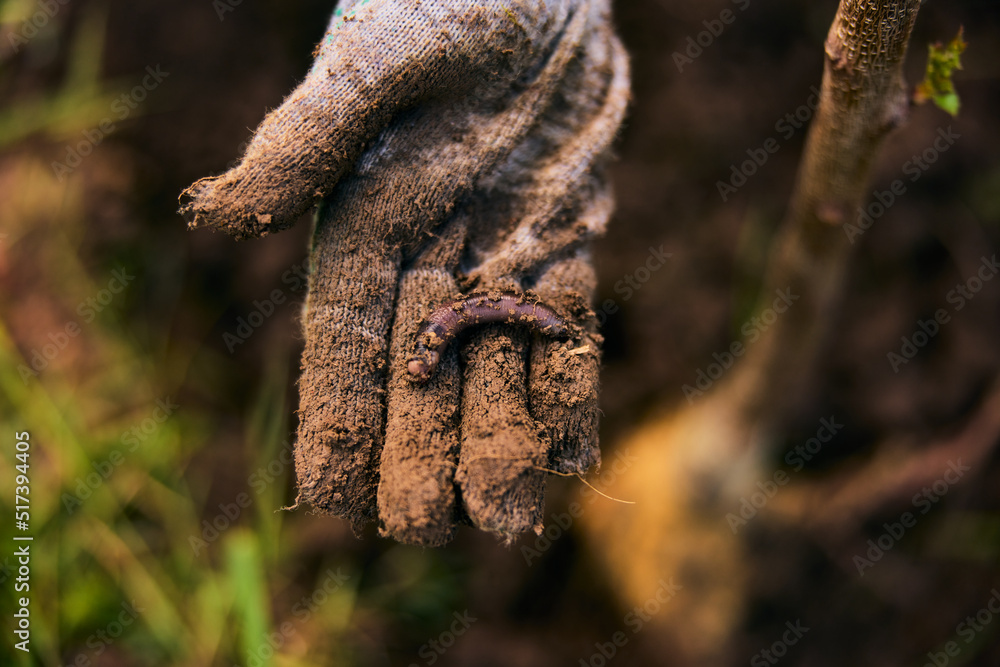 a man's hand in a glove with an insect leech lying in it, found in the garden