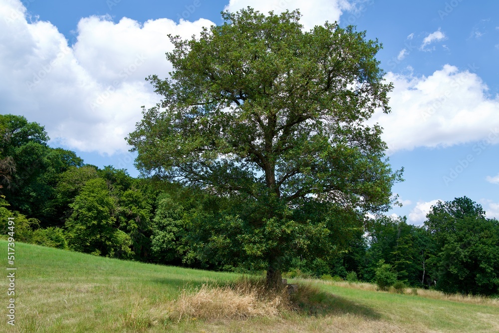 English oak on a summer Day
