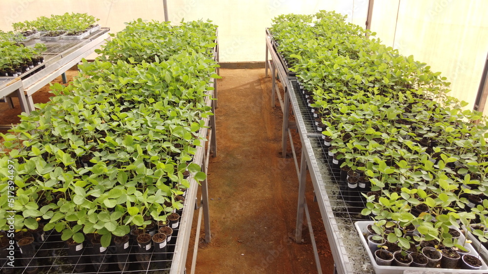 Soybean seedlings grown in tubes placed on benches in a greenhouse Soybean seedlings grown in tubes placed on benches in a greenhouse
