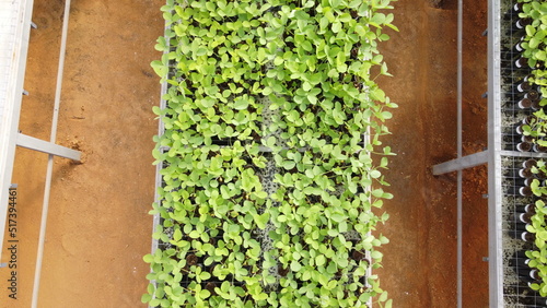 Soybean seedlings grown in tubes placed on benches in a greenhouse