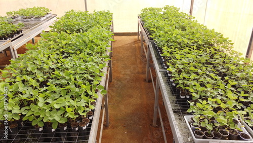 Soybean seedlings grown in tubes placed on benches in a greenhouse