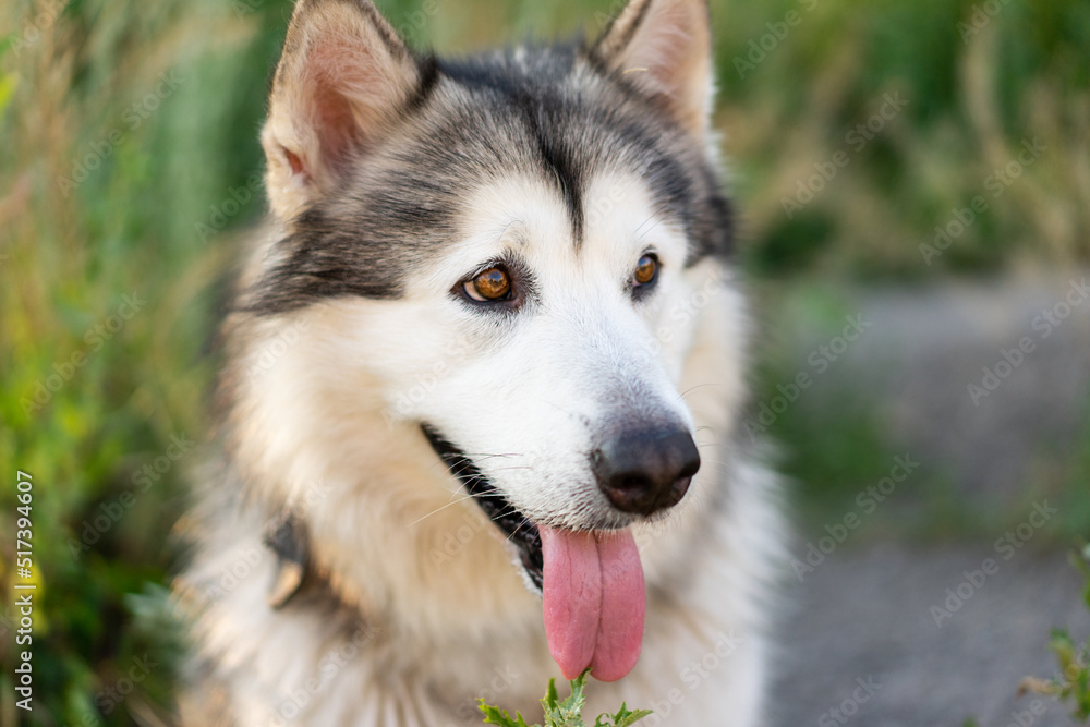 Adorable husky dog with tonque out portrait in the grass in field. Beautiful doggy with incredible eyes in summertime feels hot