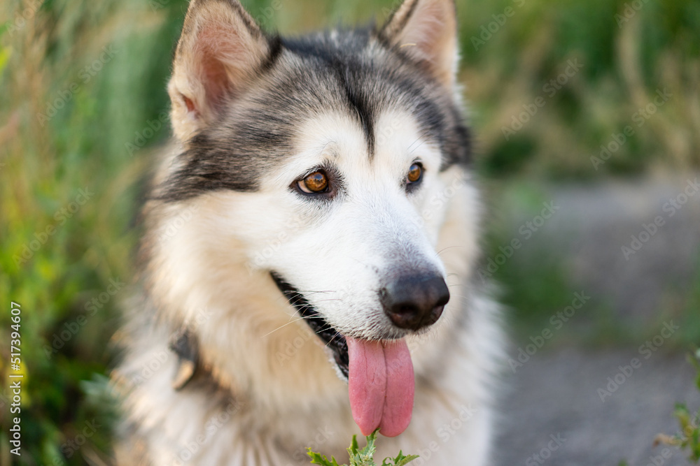 Fototapeta premium Adorable husky dog with tonque out portrait in the grass in field. Beautiful doggy with incredible eyes in summertime feels hot