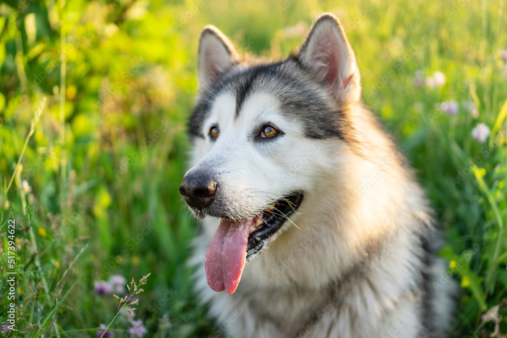 Adorable husky dog with tonque out sitting in the grass in field. Cute young doggy with incredible eyes in summertime feels hot. Pet portrait outsude