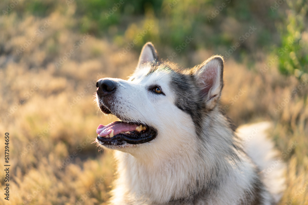Obraz premium Adorable husky dog portrait outside. Beautiful doggy with incredible eyes in summertime outdoors. Pet and nature