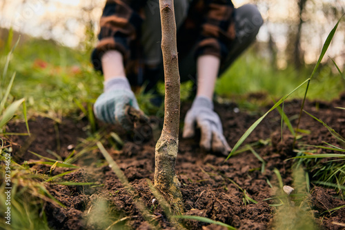 photograph of female hands in gloves planting a plant in a vegetable garden © VICHIZH