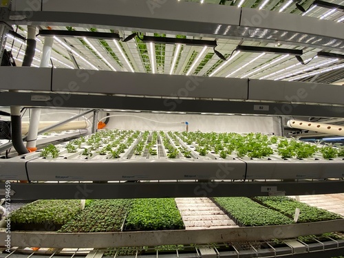 Urban vertical farm in hydroponics trays under white light