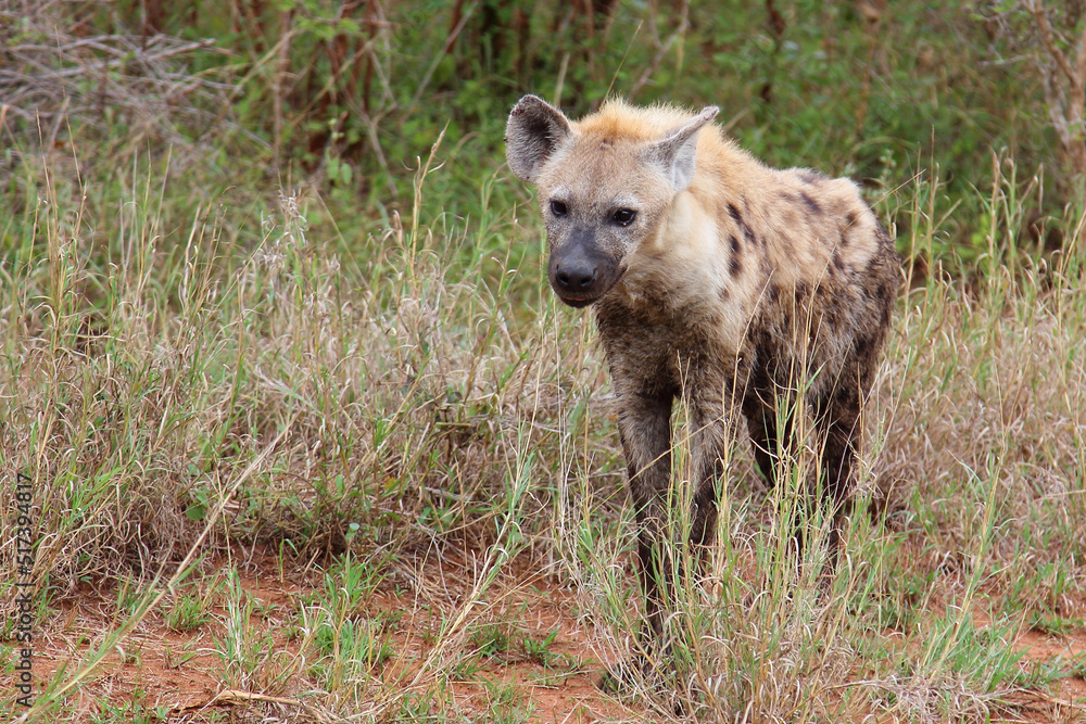 Tüpfelhyäne / Spotted hyaena / Crocuta crocuta... Tüpfelhyäne / Spotted hyaena / Crocuta crocuta...