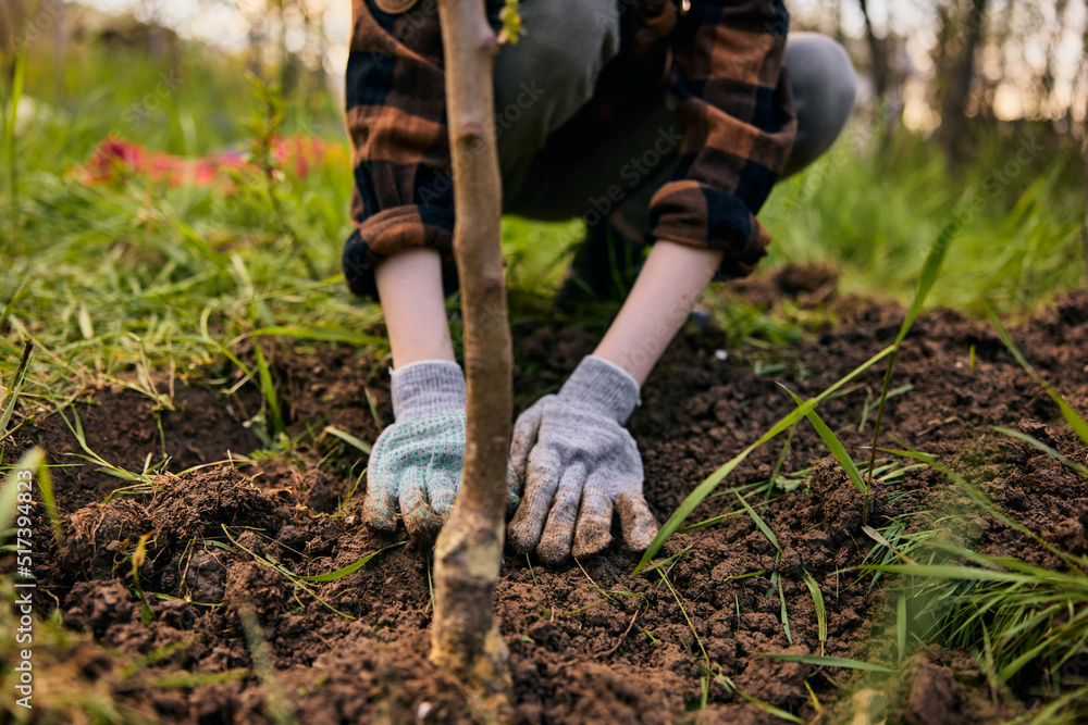 a woman in work gloves planting a young tree in the garden. Photograph without a face a woman in work gloves planting a young tree in the garden. Photograph without a face
