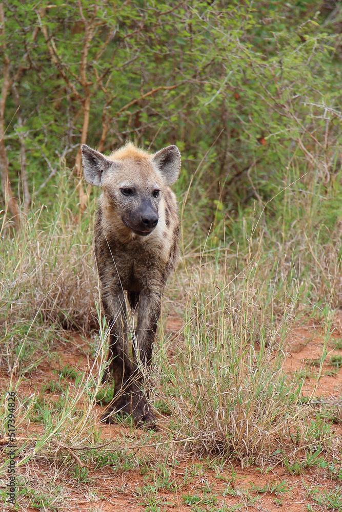 Tüpfelhyäne / Spotted hyaena / Crocuta crocuta... Tüpfelhyäne / Spotted hyaena / Crocuta crocuta...