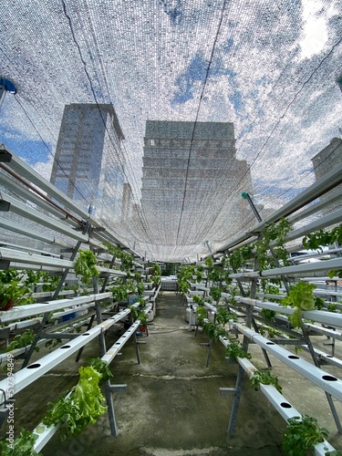 Urban leafy vegetable farm located on the terrace of a building in sao paulo covered by a shady tarp