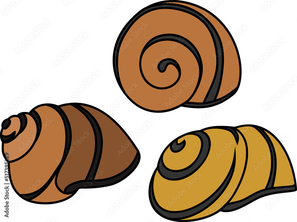 Shell of White-lipped snail (Cepaea hortensis) Shell of White-lipped snail (Cepaea hortensis)