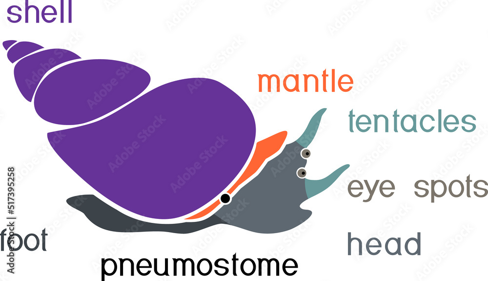 External anatomy of common airbreathing freshwater snail. Structure of