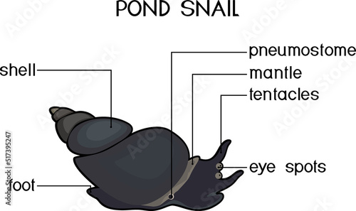 External anatomy of common air-breathing freshwater snail. Structure of pond snail for biology lessons