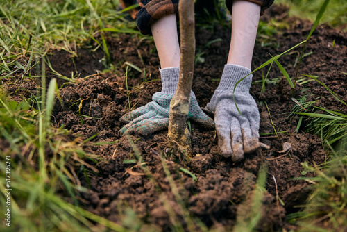 hands of a woman in work gloves planting a young tree in the garden