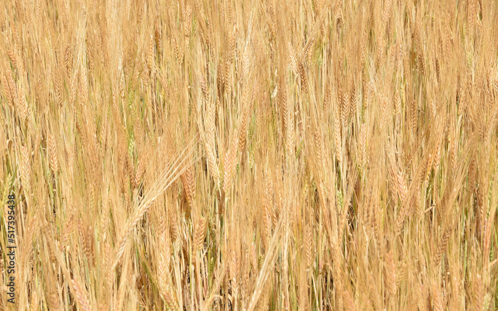 Fototapeta premium golden wheat field in summer