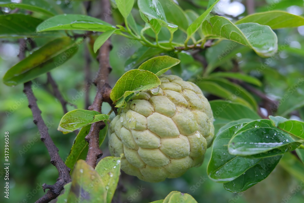 Fototapeta premium Annona on the tree