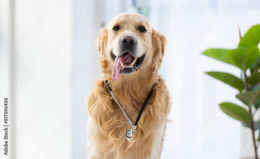 Golden retriever dog wearing medical stethoscope sitting in the room with daylight and posing looking at the camera. Adorable pet doggy portrait indoors