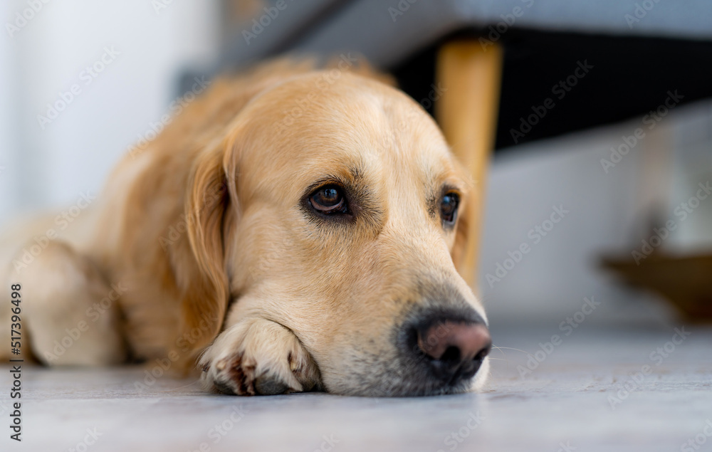 Golden retriever dog lying on the floor and looking back with kind eyes. Closeup portrait of adorable purebred pet doggy indoors