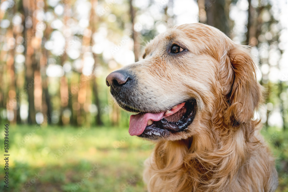 Obraz premium Portrait of fluffy golden retriever dog at the nature looking back with mouth open. Cute doggy pet outdoors in the wood