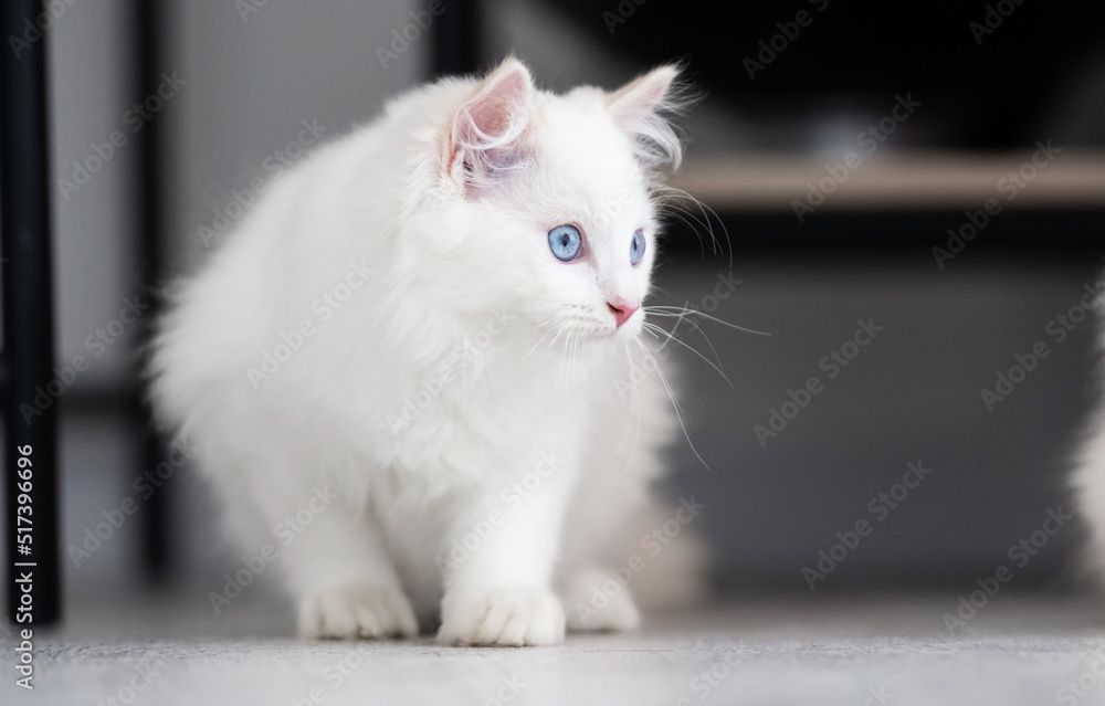 Adorable white fluffy ragdoll cat with beautiful blue eyes sitting on the floor and looking back during hunting. Domestic purebred feline pet at home portrait