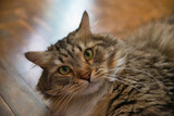 Siberian cat with long hair and big yellow eyes. Lazy day at home with the pets. Hypoallergenic cat. Background picture.