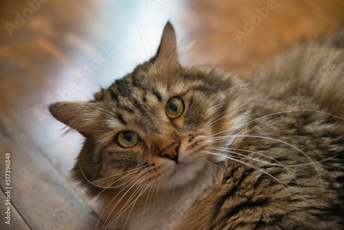 Siberian cat with long hair and big yellow eyes. Lazy day at home with the pets. Hypoallergenic cat. Background picture.