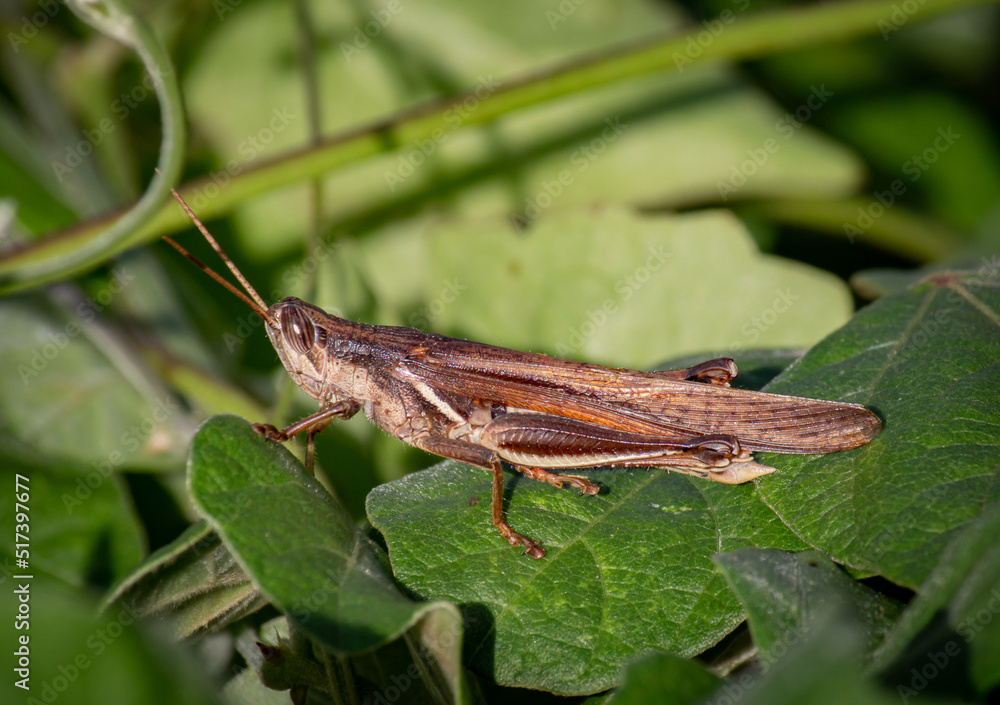 grasshopper on a leaf grasshopper on a leaf
