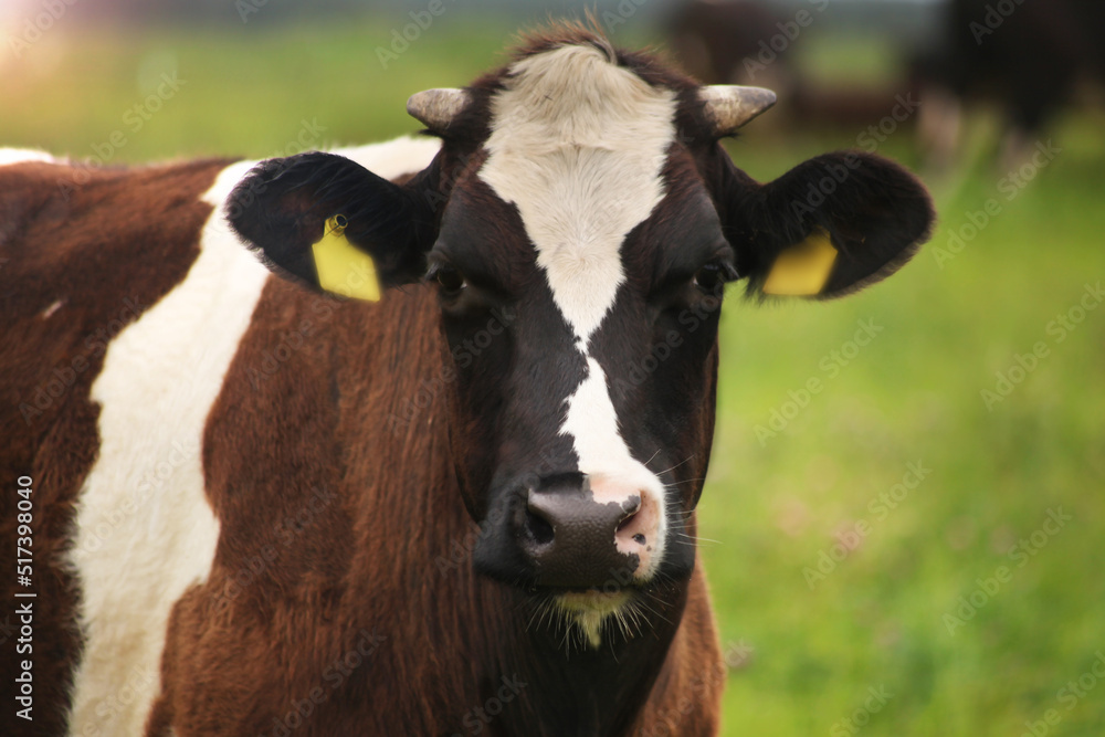 Black and white cows graze on a green meadow with lush grass. Black and white cows graze on a green meadow with lush grass.