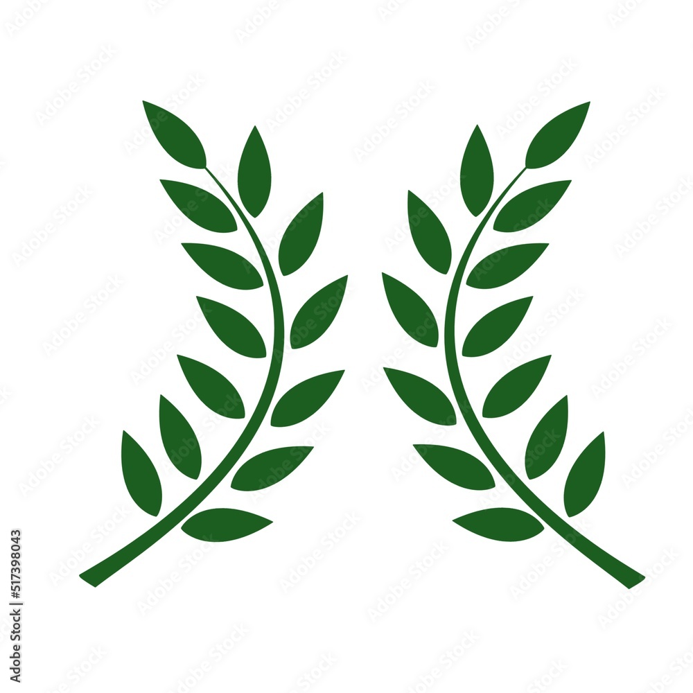 Laurel wreath isolated on white. Green leaf natural plant tree