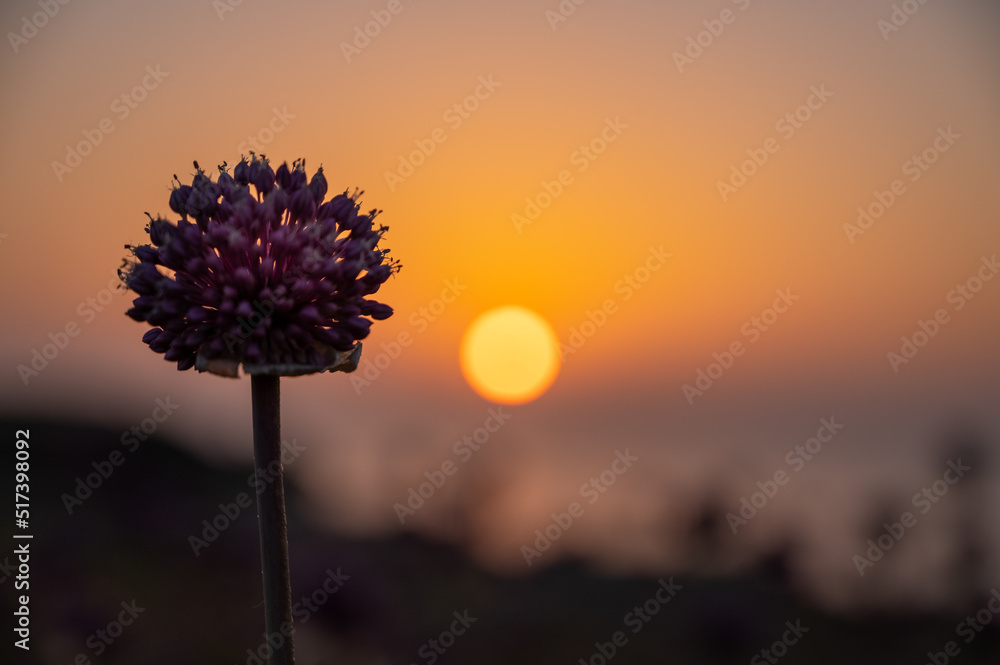 sunset on the Tremiti island with rockes and flowers