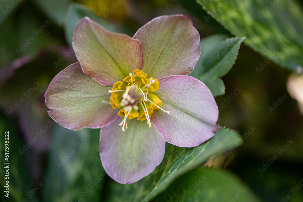 Naklejka premium pink flower