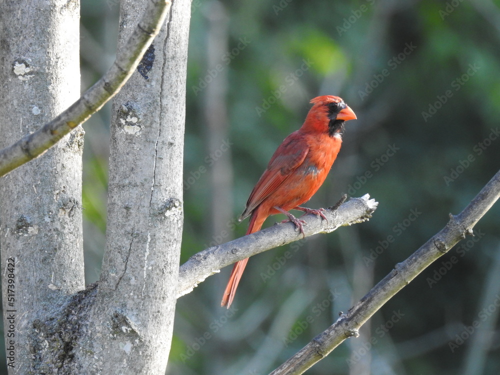 A male, Northern Cardinal, perched on a branch in Elkton, Cecil County, Maryland. A male, Northern Cardinal, perched on a branch in Elkton, Cecil County, Maryland.
