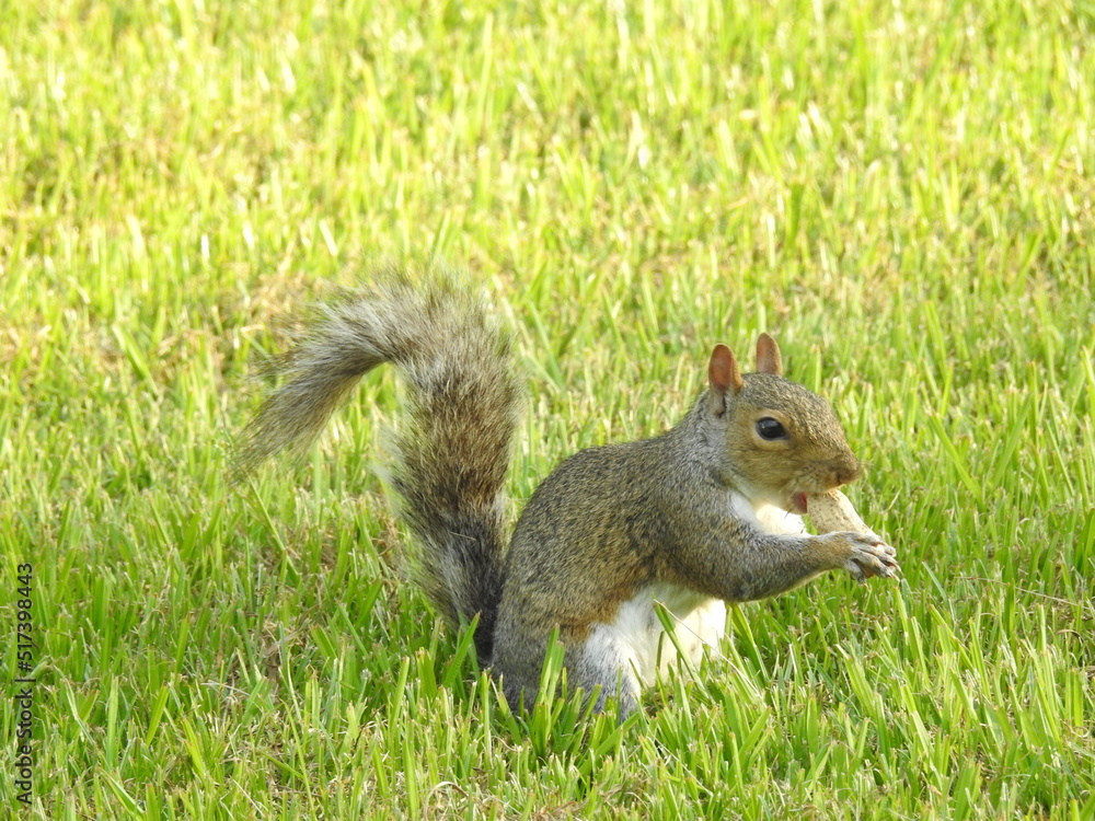 A hungry Eastern gray squirrel standing in the green grass, with a peanut in its mouth, Elkton, Cecil County, Maryland. A hungry Eastern gray squirrel standing in the green grass, with a peanut in its mouth, Elkton, Cecil County, Maryland.