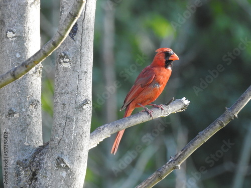 A male, Northern Cardinal, perched on a branch in Elkton, Cecil County, Maryland.