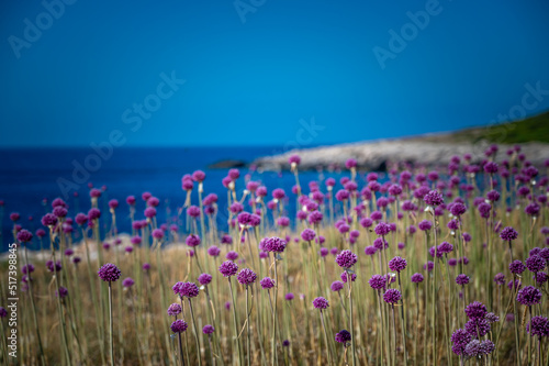 fiori d'aglio selvatico alle isole tremiti photo